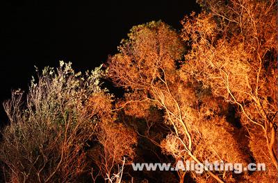 照树灯夜景效果